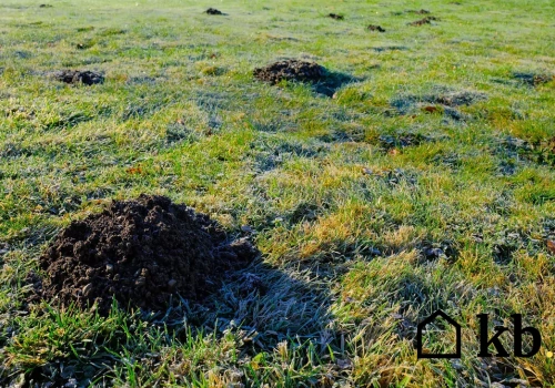 Ten prosty zabieg ratuje trawnik po zimie. Wystarczy kilka tygodni