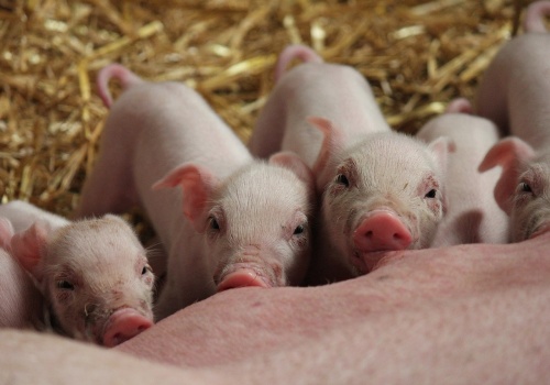 Nagły zwrot na rynku świń! Podwyżki wyraźnie gasną