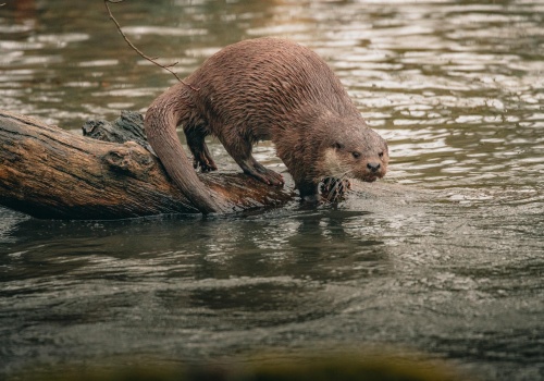 Wydra w stawie wyjada ryby! Jak je powstrzymać?