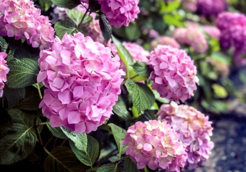 Pokrój i zakop pod hortensją już w marcu. Latem krzew „eksploduje” kwiatami