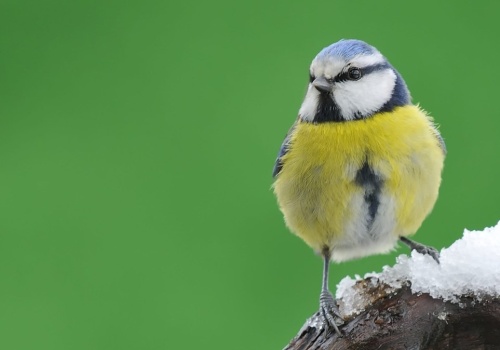 Sikory robią gniazda z papierosów. To ich sposób na pasożyty