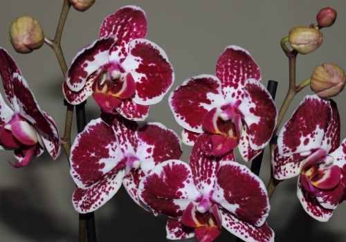 Storczyk inny niż wszystkie. Może pachnieć jak czekolada