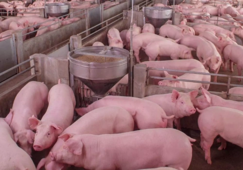 Ceny świń w górę nawet o 70 gr. Sprawdź, ile dziś płacą za tuczniki