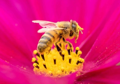 550 tys. zł na ratunek pszczołom. Rusza specjalny program