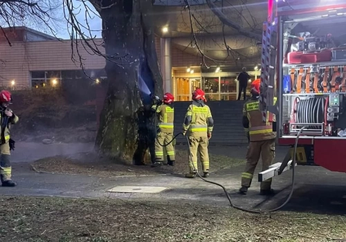 Paliło się drzewo przy alei Platanowej, tuż obok hotelu Qubus w Legnicy