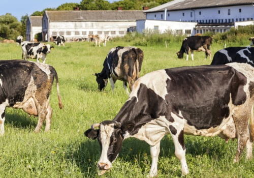 Ukraińskie mleczarstwo mocno przyspiesza. Zyski skoczyły niemal o 100 procent