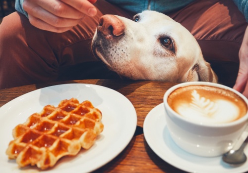 Od Belgii po USA. Jak gofry stały się globalnym hitem?