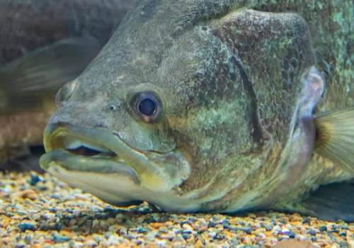 Gdy mierzyli rybę, aż drżały im ręce. Padłby rekord Polski, gdyby nie jeden szczegół