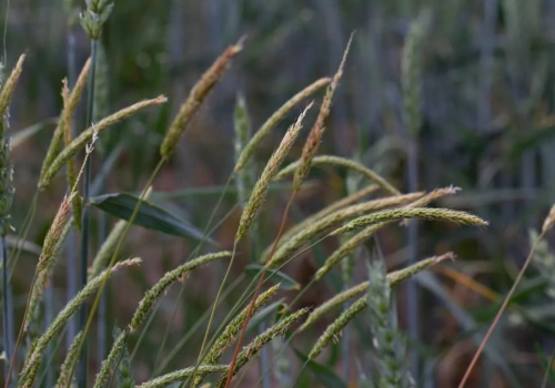 Flufenacet znika z rynku. Jak skutecznie zwalczyć wyczyńca bez niego?