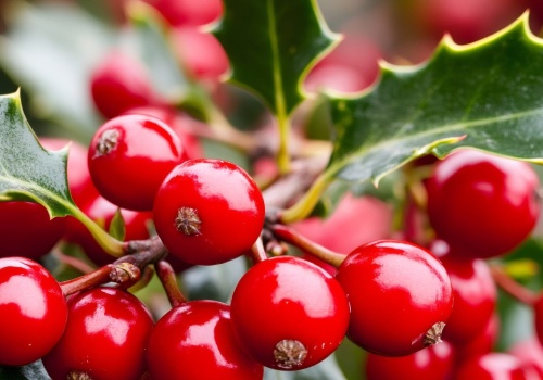 Tuje są już niemodne. Teraz stawiam na żywopłot z tej rośliny