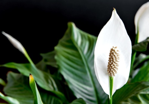 Skrzydłokwiat rośnie, ale nie kwitnie? Poczęstuj go tym, co dodajesz do sernika