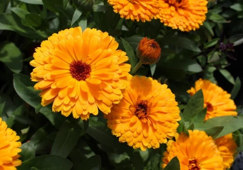 Marzec to ostatni dzwonek. Te kwiaty wysiej teraz, a ogród latem wybuchnie kolorem