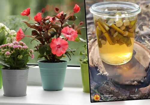 Ogrodnicy się nie patyczkują. Zamiast kupować, robią swój ukorzeniacz. Kwiaty będą wniebowzięte