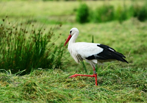 Bioróżnorodność a rolnictwo: Jak UE chroni gatunki roślin i zwierząt?