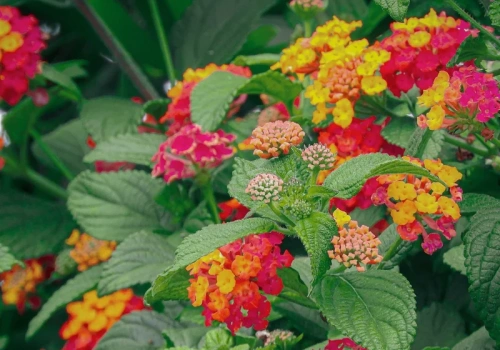 Posadź w tym roku zamiast pelargonii. Ta roślina kwitnie nawet 150 dni w roku