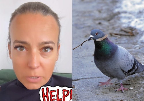 Gołębie przejęły balkon Anny Muchy. 