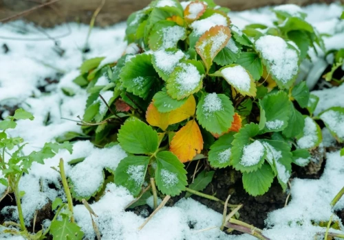 Załamanie pogody – chłodno w dzień, ale czy nad ranem pojawią się przymrozki?