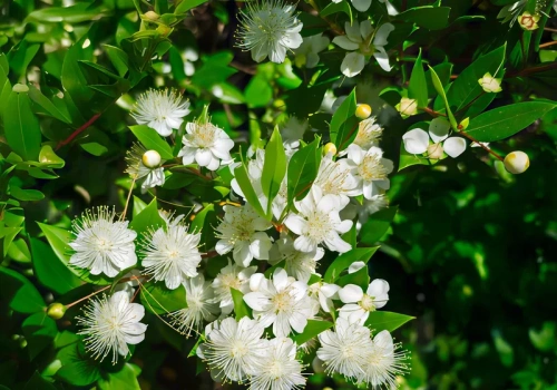 Wstaw tę roślinę do sypialni. Zaśniesz szybciej już pierwszej nocy