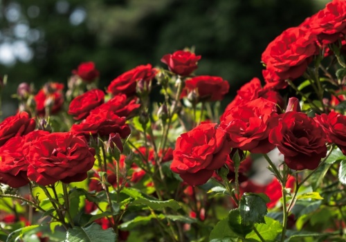 To ostatni dzwonek, by wykonać ten zabieg. Dzięki niemu nie zliczysz róż