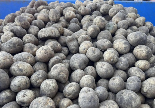 Kierunki produkcji ziemniaka w Polsce. Wyzwania i szanse na 2026 rok