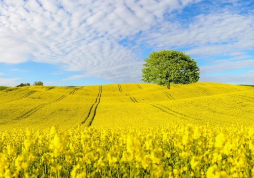 Jeden insektycyd i szerokie spektrum działania - LEPTOSAR® 200 SL