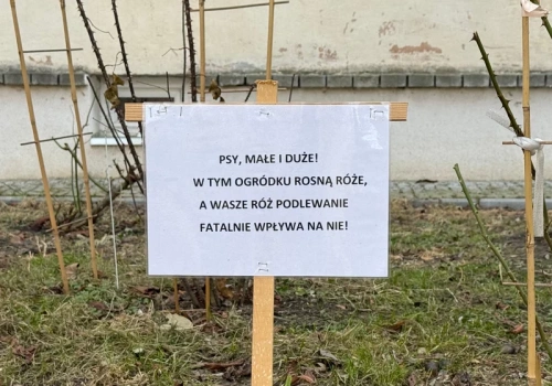 Psy „podlewają” ogród? Dlaczego to poważny problem i jak skutecznie go rozwiązać