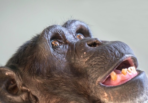 Szympans z Japonii zaskoczył wszystkich. Stworzył muzykę