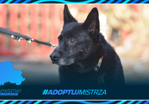 Adoptuj Mistrza - województwo pomorskie