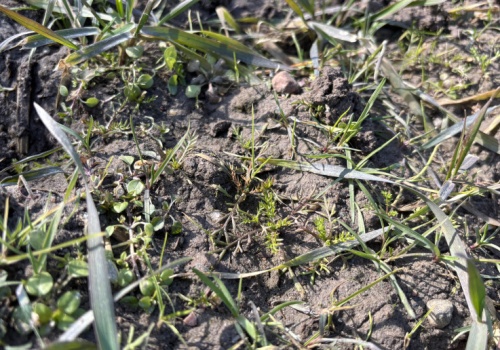 Do kiedy można odchwaszczać zboża ozime wiosną?