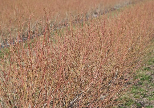 W borówkach sucho. Nie zwlekaj z tymi zabiegami, bo stracisz plon!