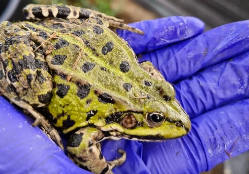 W Karkonoszach ratują żaby. Kulminacja migracji płazów dopiero przed nami