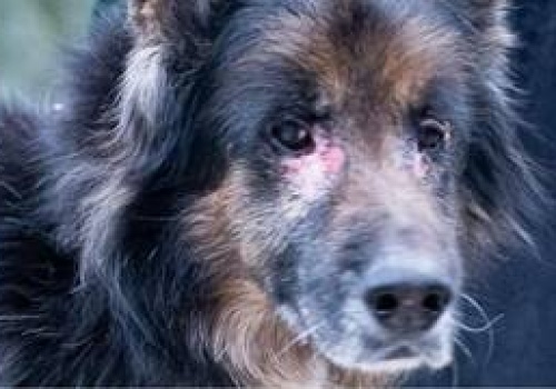 Owczarek niemiecki ważył 24 kg! Ekostraż szuka nowego domu dla Bolsa