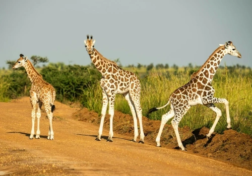 Quiz ortograficzny z nazwami zwierząt. Uwaga na „byki”