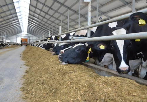 Sprzedają wołowinę bez pośredników. „To się opłaca, ale nie każdemu”