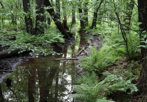 Pamięć o wodzie, czyli batalia o rzekę Ślepiotkę i rezerwat Ochojec
