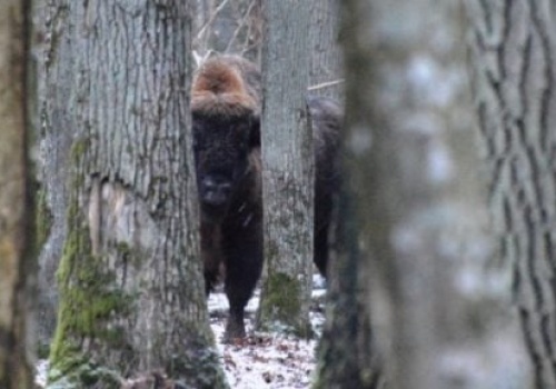Samice górą! Policzyli żubry w Puszczy Białowieskiej