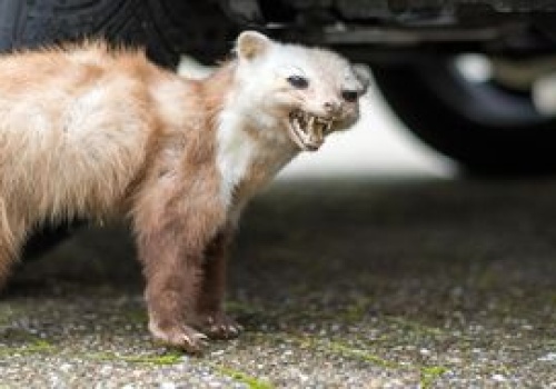 Rozbij przed domem. Żadna kuna tego nie wytrzyma