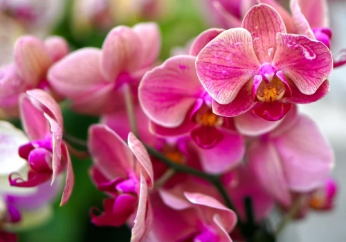 Wsyp dwie łyżeczki do storczyka. Wypuści nowe pędy i zakwitnie