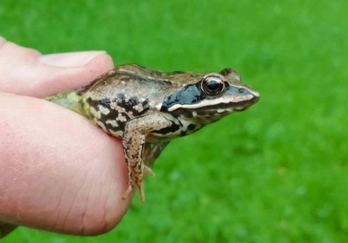 Zaczęły się wędrówki płazów po Warszawie. Na ulice wyjdą też nurogęsi