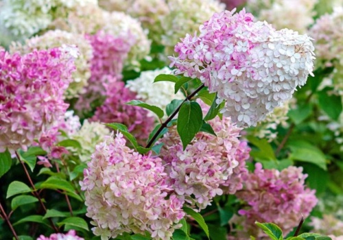 Hortensja bukietowa: cięcie wiosenne krok po kroku. Dzięki temu latem obsypie się kwiatami