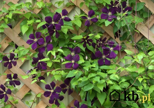 To pnącze w kilka tygodni odmienia ogród. Efekt robi wrażenie