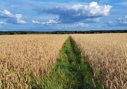 Minister rolnictwa reaguje w sprawie przetargów na ziemię z KOWR. Rolnicy odetchną z ulgą?