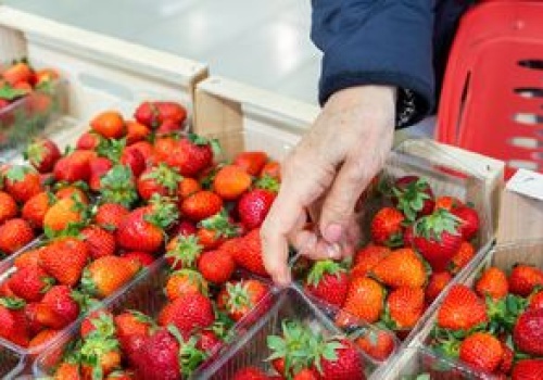 Kiedy krajowe truskawki? Oto data pierwszych dostaw do sklepów