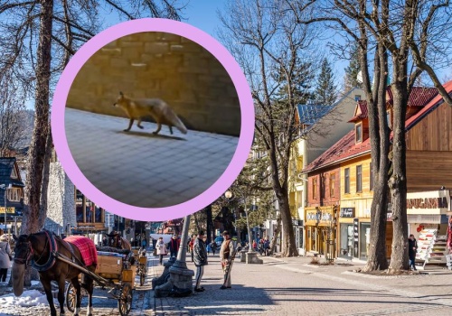 Nietypowy gość na Krupówkach. Nagranie niesie się po sieci