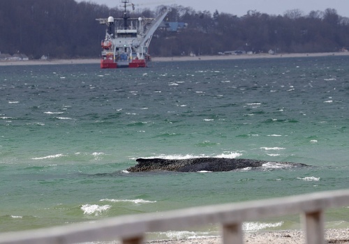 Akcja ratunkowa na Bałtyku zakończona. Wieloryb zdołał się uwolnić