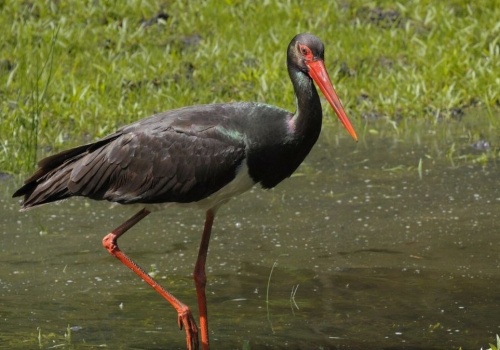 Bocian czarny wciąż jest rzadkim widokiem. Czy zobaczymy go nad Biebrzą?