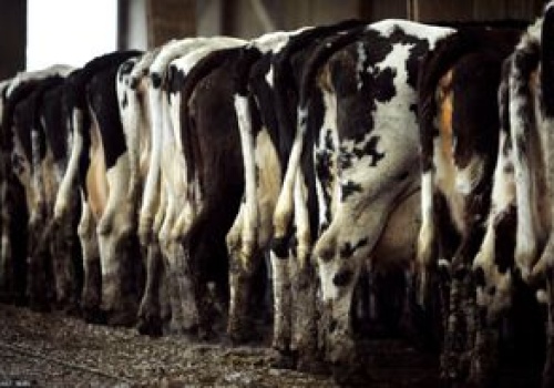 Boją się fermy bydła. Inwestor mówi o manipulowaniu informacjami