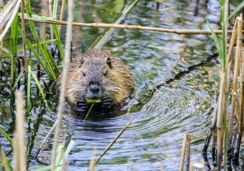 Bobry przywracają bioróżnorodność. To kolejny pozytywny efekt ich obecności