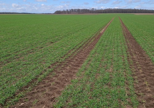 Daxur – skuteczne działanie przeciwko patogenom zbóż w każdych warunkach