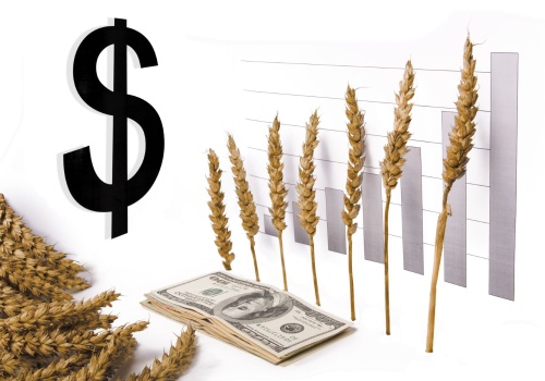 Drożejąca ropa rozgrzała rynki. Zboża i oleiste odbijają po nerwowej sesji